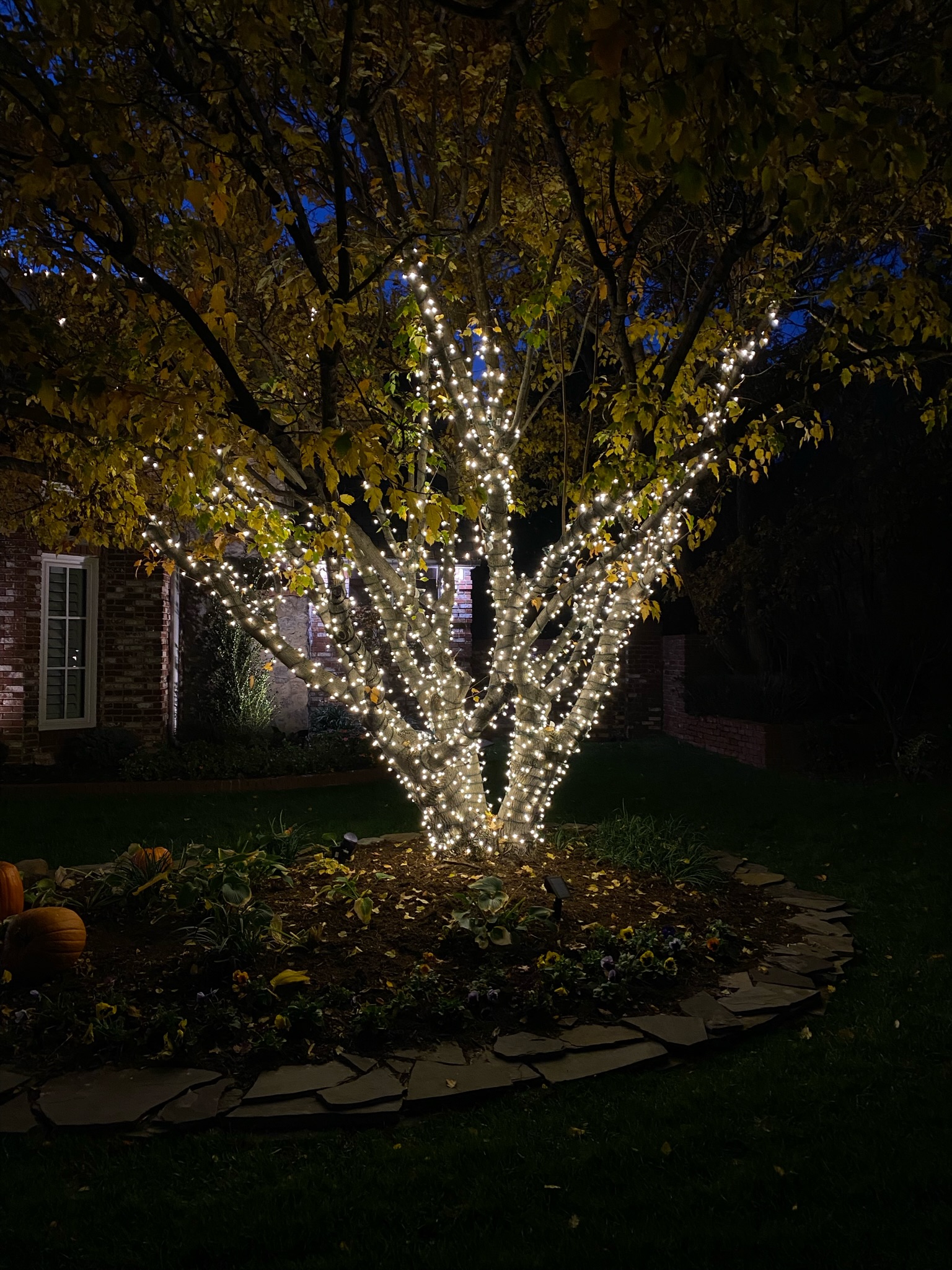 Tree wrap Christmas light installation demonstrating our comprehensive lighting services in Norman